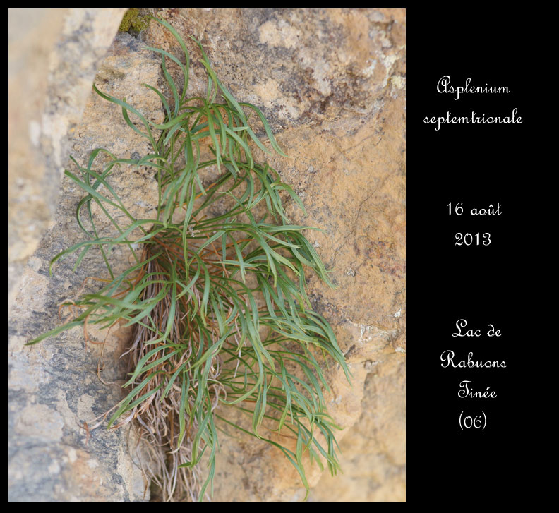 Asplenium septentrionale